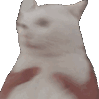 Shake The Cat