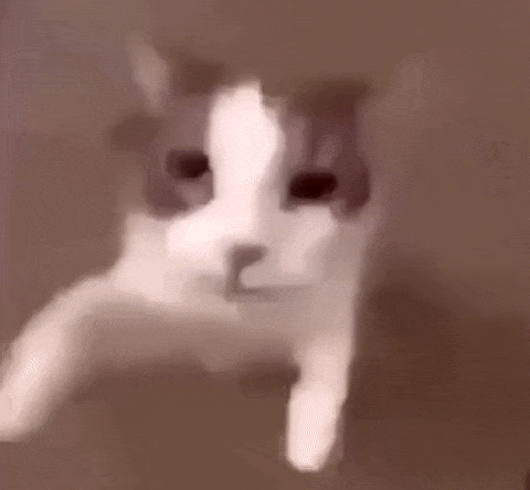 Cat Kiss