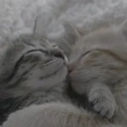 kitty
