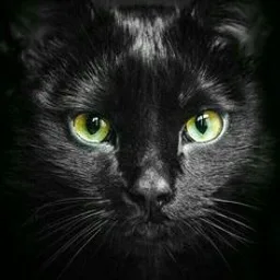 xeno 